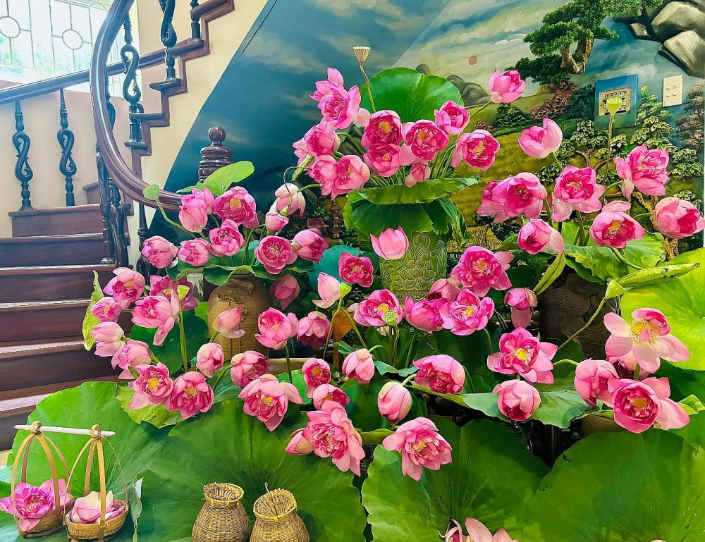 Mang cả mùa hè vào nhà với đầm sen đẹp mê hồn