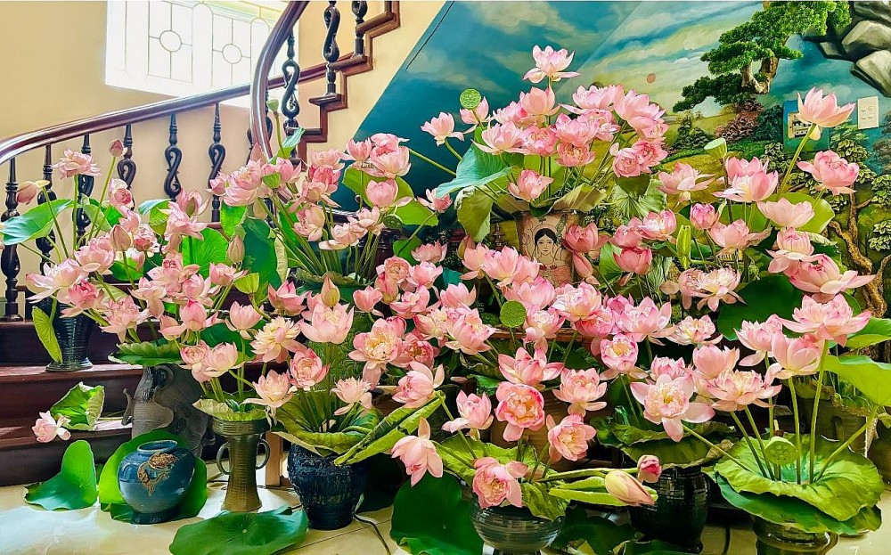 Mang cả mùa hè vào nhà với đầm sen đẹp mê hồn