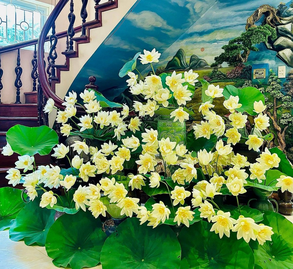 Mang cả mùa hè vào nhà với đầm sen đẹp mê hồn