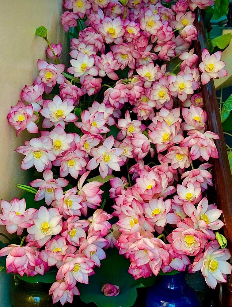 Mang cả mùa hè vào nhà với đầm sen đẹp mê hồn