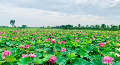 HTX hoa Sen Vân Đài: Theo dấu chân công chúa Diệu Dung, trải nghiệm ngắm sen nở khoe sắc