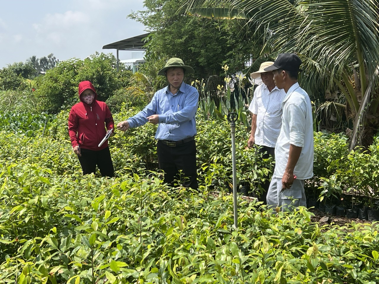 Khơi sắc mai vàng Long An bằng công nghệ cao và kỹ thuật nhân giống mới