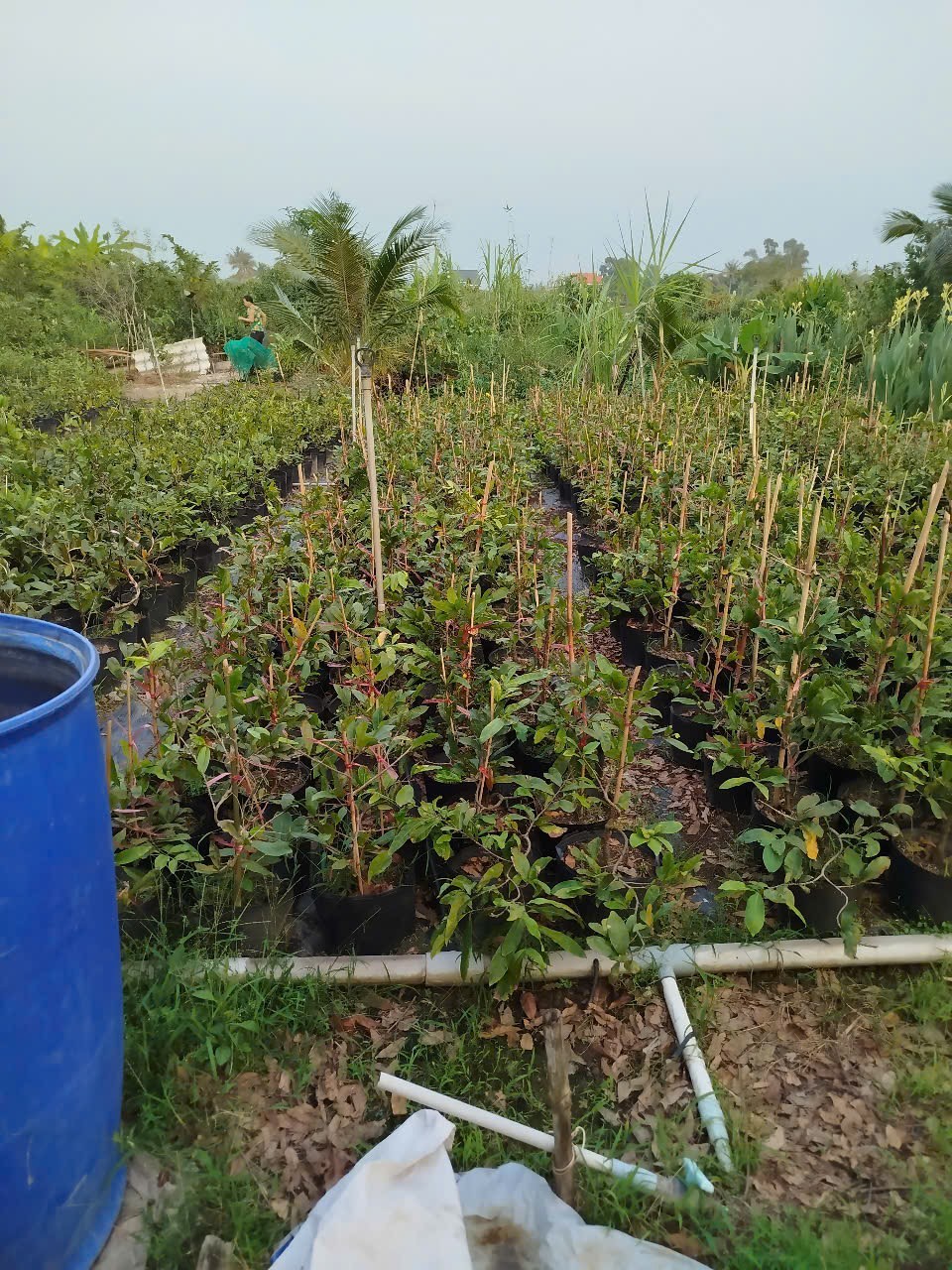 Khơi sắc mai vàng Long An bằng công nghệ cao và kỹ thuật nhân giống mới