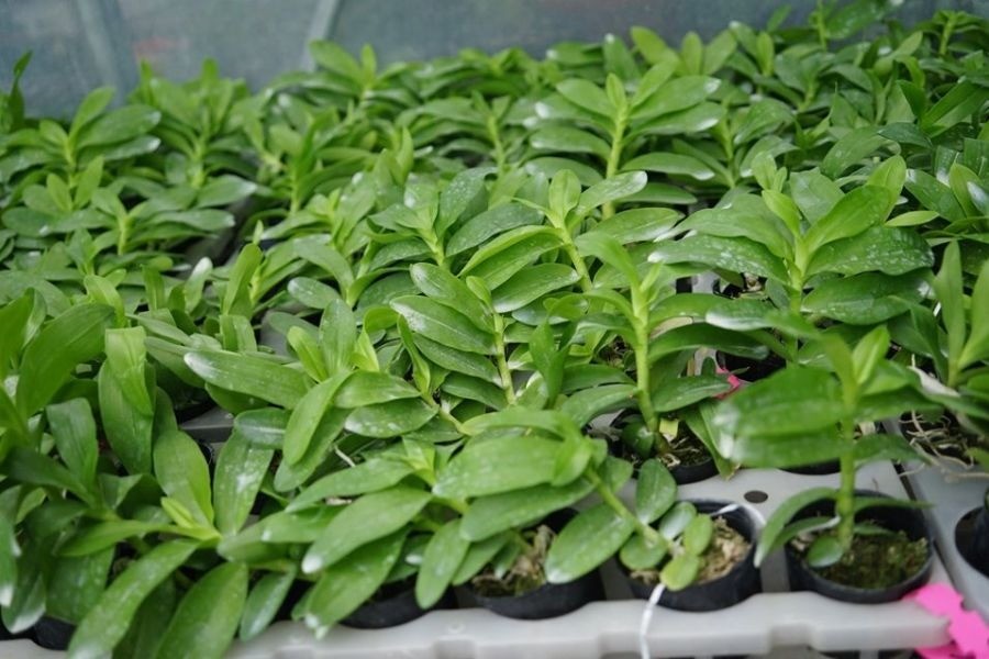 Lan phi điệp tím: Loài lan đẹp mong manh nhưng không dễ chiều