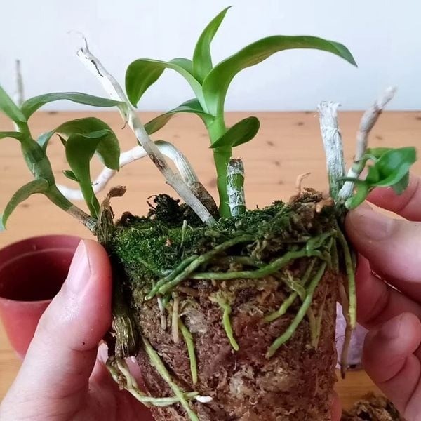 Lan phi điệp tím: Loài lan đẹp mong manh nhưng không dễ chiều