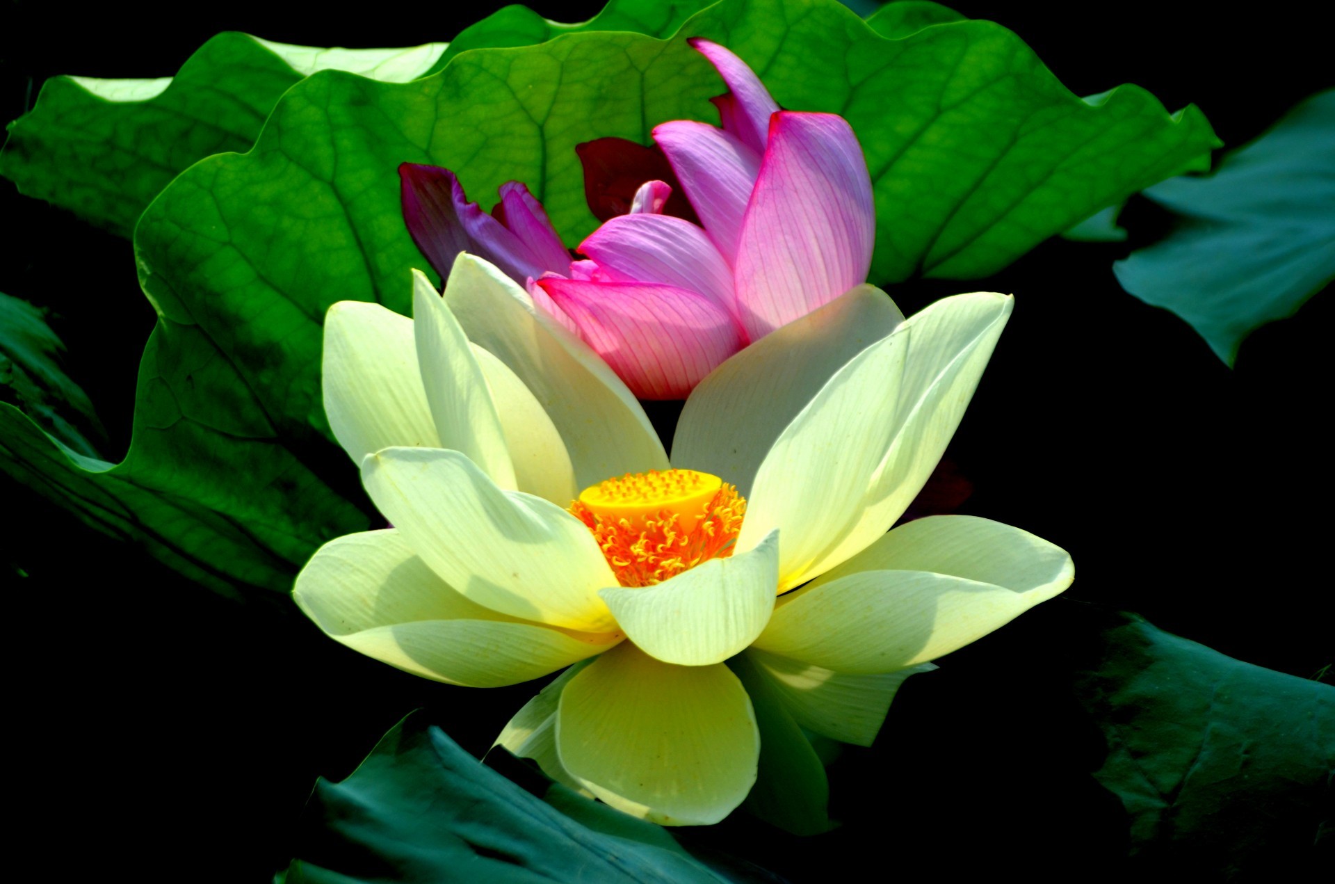 Hoa sen