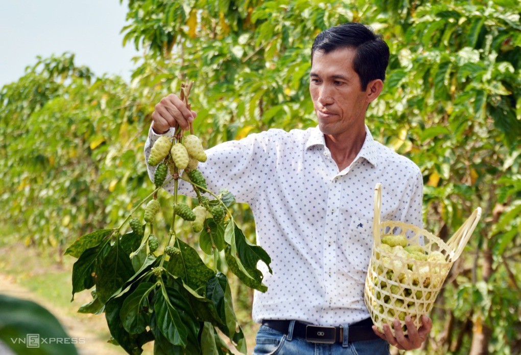 Trái nhàu: Loại quả “khó yêu” giúp nông dân đổi đời với thu nhập tiền tỷ