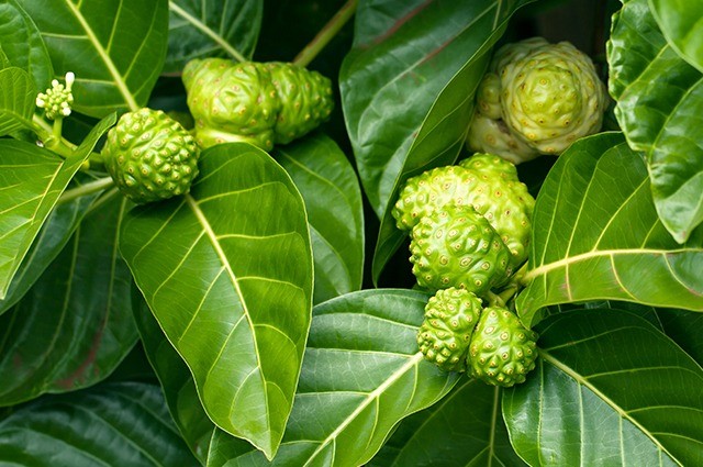 Trái nhàu: Loại quả “khó yêu” giúp nông dân đổi đời với thu nhập tiền tỷ