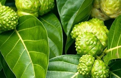 Trái nhàu: Loại quả “khó yêu” giúp nông dân đổi đời với thu nhập tiền tỷ