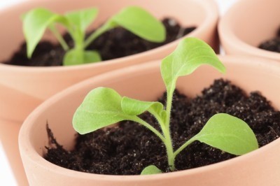 Góc nhỏ rực rỡ: Ban công tràn đầy sức sống với hoa dạ yến thảo