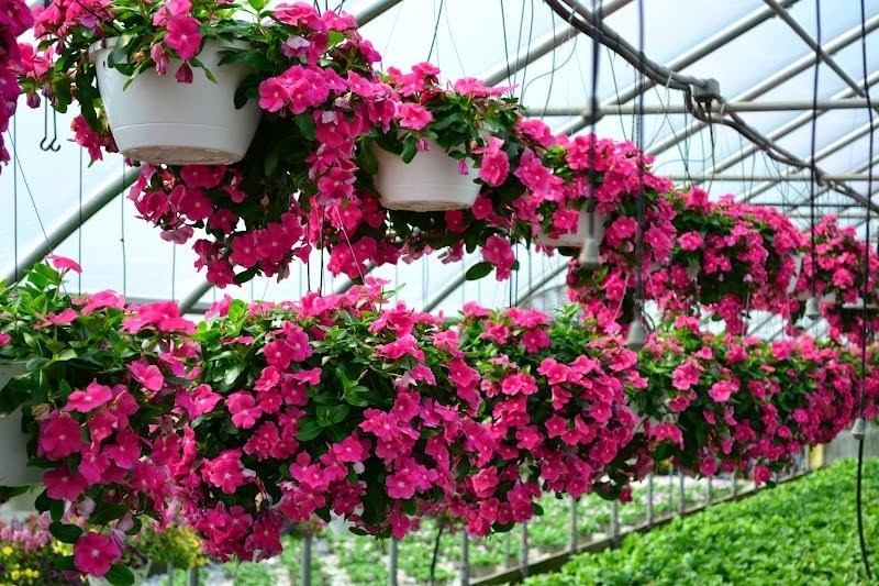 Góc nhỏ rực rỡ: Ban công tràn đầy sức sống với hoa dạ yến thảo