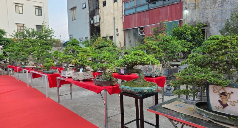 Gia Bình rộn ràng ngày hội cây cảnh: Vợ chồng nghệ nhân Nguyễn Đình Tuấn mở triển lãm kết nối đam mê