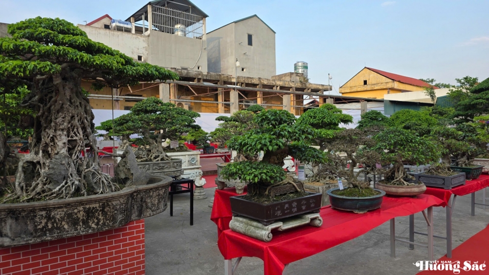 Gia Bình rộn ràng ngày hội cây cảnh: Vợ chồng nghệ nhân Nguyễn Đình Tuấn mở triển lãm kết nối đam mê