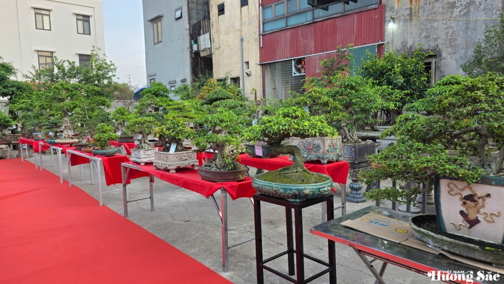 Gia Bình rộn ràng ngày hội cây cảnh: Vợ chồng nghệ nhân Nguyễn Đình Tuấn mở triển lãm kết nối đam mê
