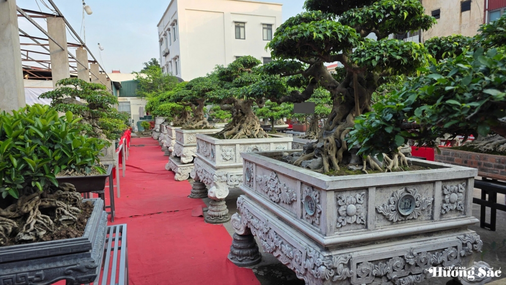 Gia Bình rộn ràng ngày hội cây cảnh: Vợ chồng nghệ nhân Nguyễn Đình Tuấn mở triển lãm kết nối đam mê