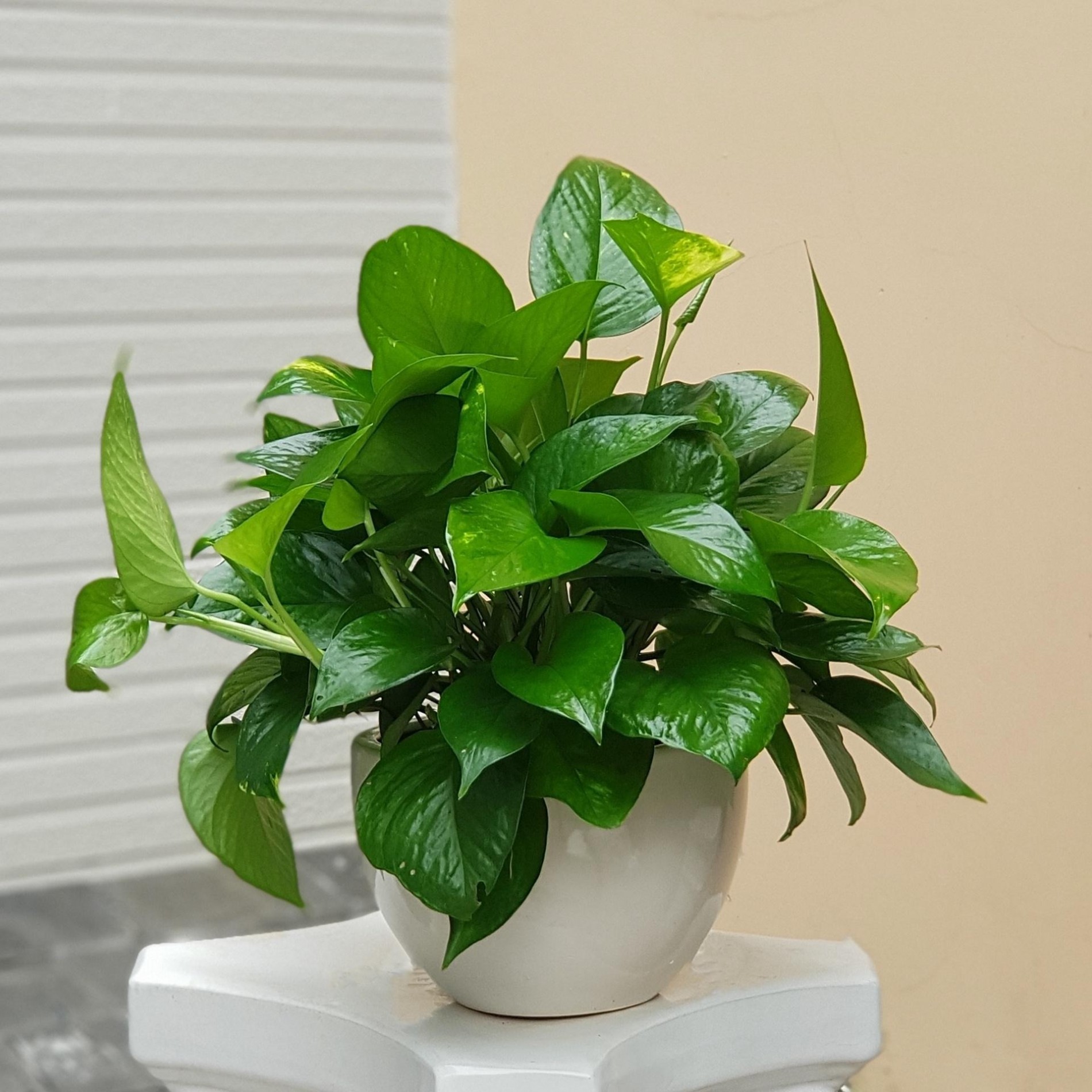 5 loại cây cảnh hút tài lộc cho cầu thang, chuẩn phong thủy với người mệnh Thủy