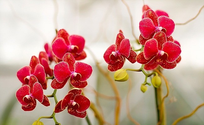 Bí quyết trồng lan hồ điệp để hoa bung sắc cả bốn mùa