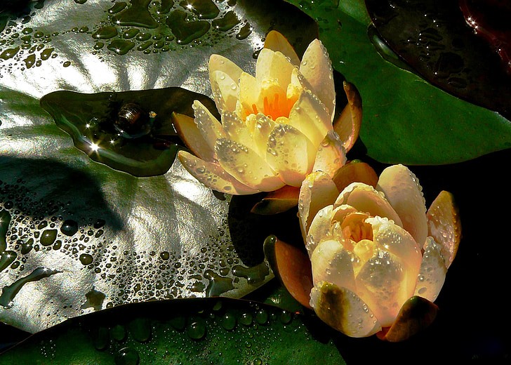 Hình ảnh hoa sen vàng