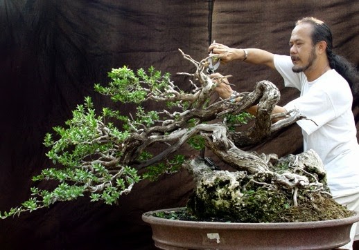 Đạo của người chơi cây cảnh