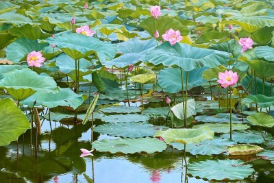 Chủ nhân bức tranh "Mùa sen" gây sốt mạng xã hội: Hình ảnh hoa sen chiếm trọn tâm trí tôi