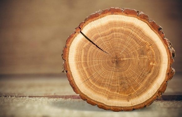 Giải mã tuổi thọ của cây: Từ vết tích vòng năm đến khoan tăng trưởng cây