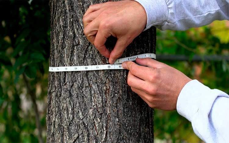 Giải mã tuổi thọ của cây: Từ vết tích vòng năm đến khoan tăng trưởng cây