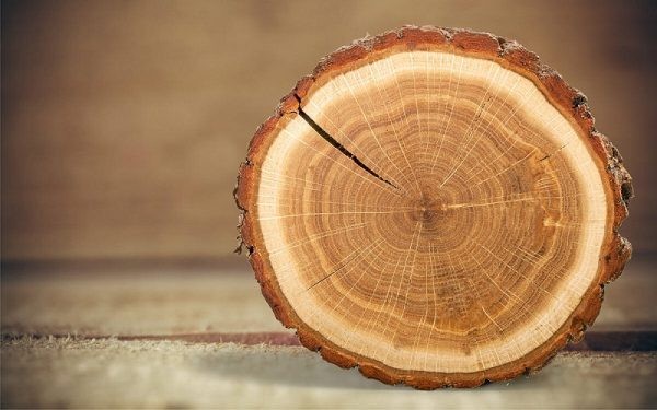 Giải mã tuổi thọ của cây: Từ vết tích vòng năm đến khoan tăng trưởng cây
