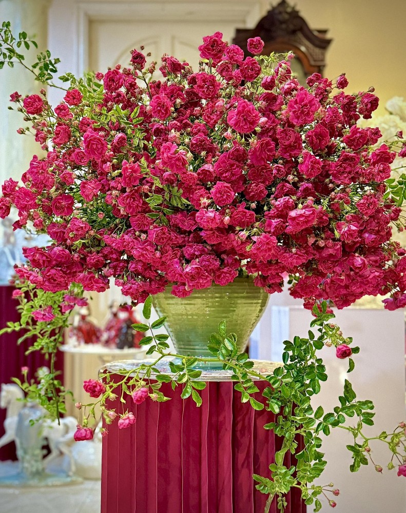 Hồng cổ Sapa: Loài hoa hơn trăm năm gây thương nhớ nhờ vẻ đẹp cổ điển và mang ký ức thời gian