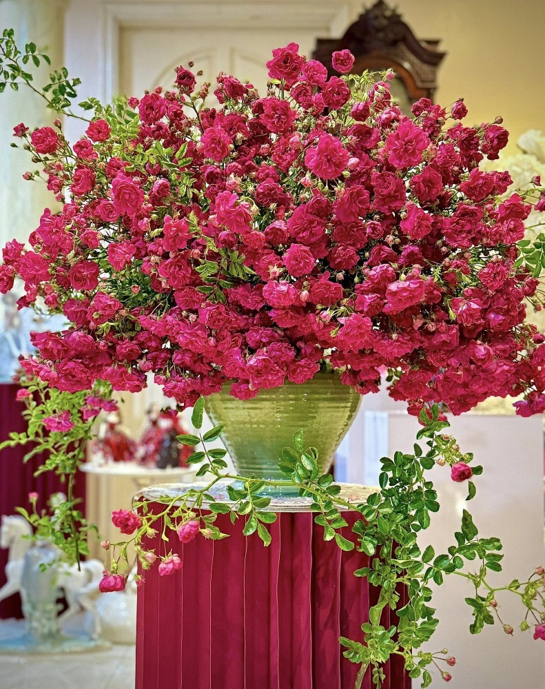 Hồng cổ Sapa: Loài hoa hơn trăm năm gây thương nhớ nhờ vẻ đẹp cổ điển và mang ký ức thời gian
