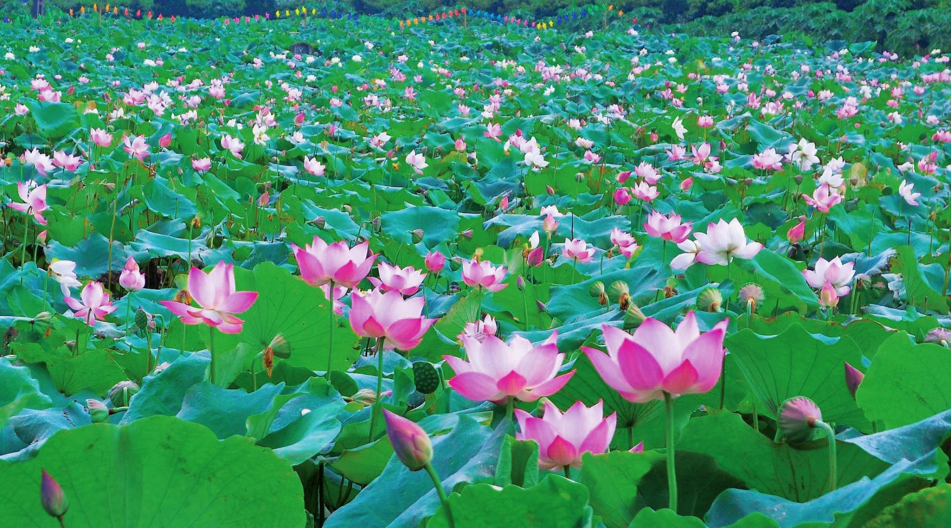 Vân Đài: Từ chân ruộng trũng đến cánh đồng sen công nghệ
