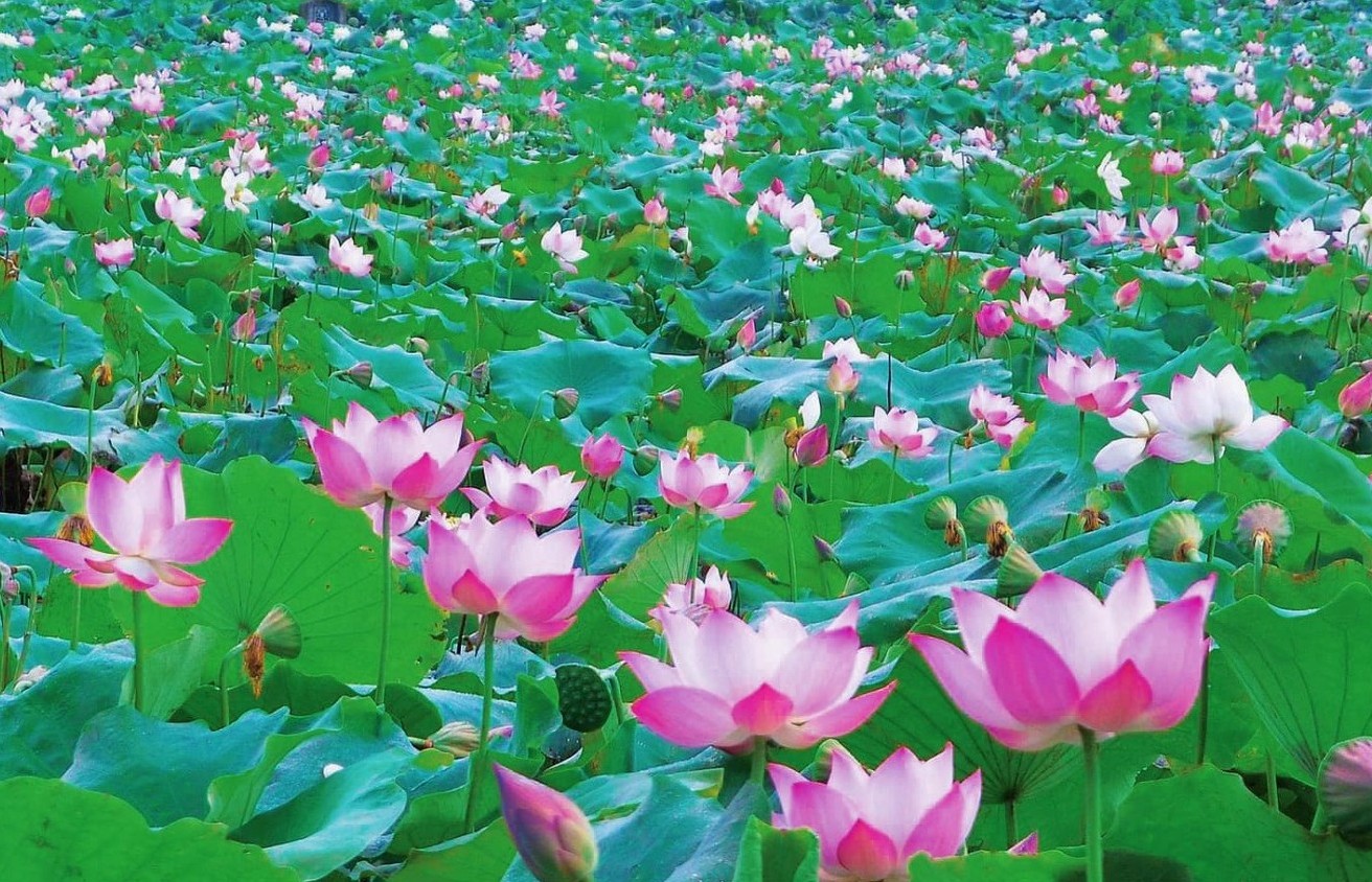 Vân Đài: Từ chân ruộng trũng đến cánh đồng sen công nghệ