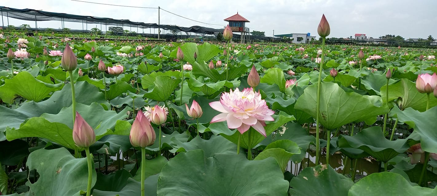 Vân Đài: Từ chân ruộng trũng đến cánh đồng sen công nghệ
