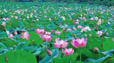Vân Đài: Từ chân ruộng trũng đến cánh đồng sen công nghệ