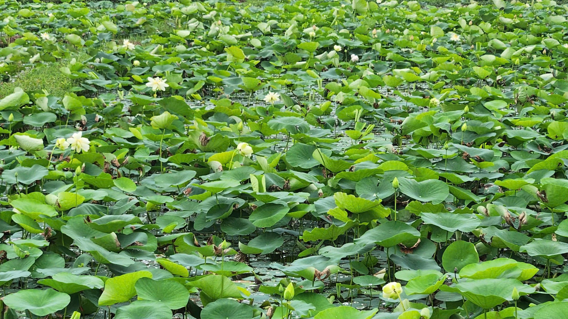 Vân Đài: Từ chân ruộng trũng đến cánh đồng sen công nghệ