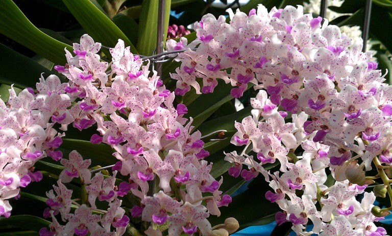 Say đắm lan ngọc điểm: Vẻ kiêu sa hút hồn và bí quyết chăm sóc để hoa lưu hương, bền sắc