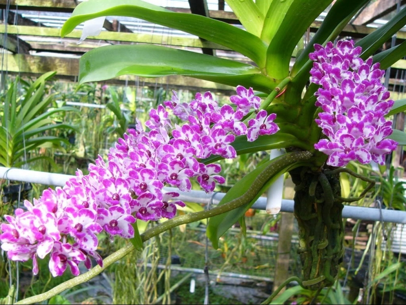 Say đắm lan ngọc điểm: Vẻ kiêu sa hút hồn và bí quyết chăm sóc để hoa lưu hương, bền sắc