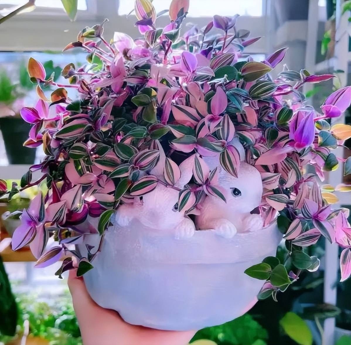 Ngất ngây với cây cảnh hồng phấn lãng mạn, đẹp dịu dàng hơn cả hoa