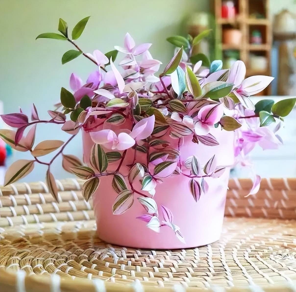 Ngất ngây với cây cảnh hồng phấn lãng mạn, đẹp dịu dàng hơn cả hoa