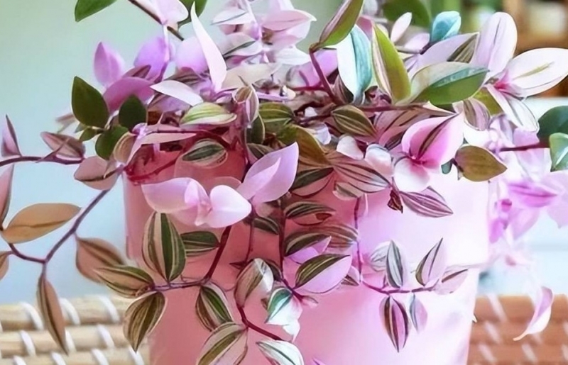 Ngất ngây với cây cảnh hồng phấn lãng mạn, đẹp dịu dàng hơn cả hoa