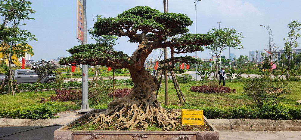 Festival hoa, cây cảnh VNUA 2025: Diễn đàn kết nối và hội tụ tinh hoa sinh vật cảnh