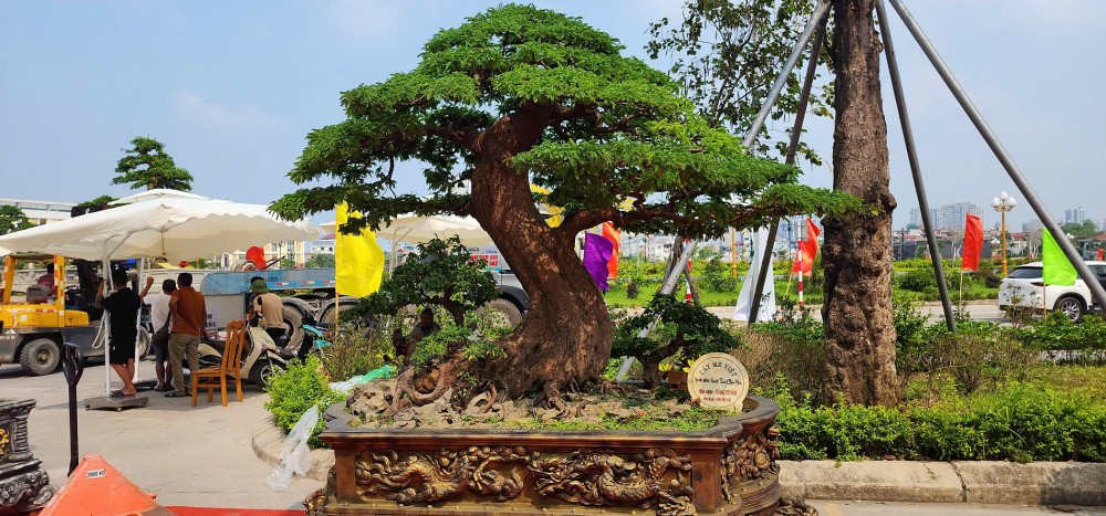 Festival hoa, cây cảnh VNUA 2025: Diễn đàn kết nối và hội tụ tinh hoa sinh vật cảnh