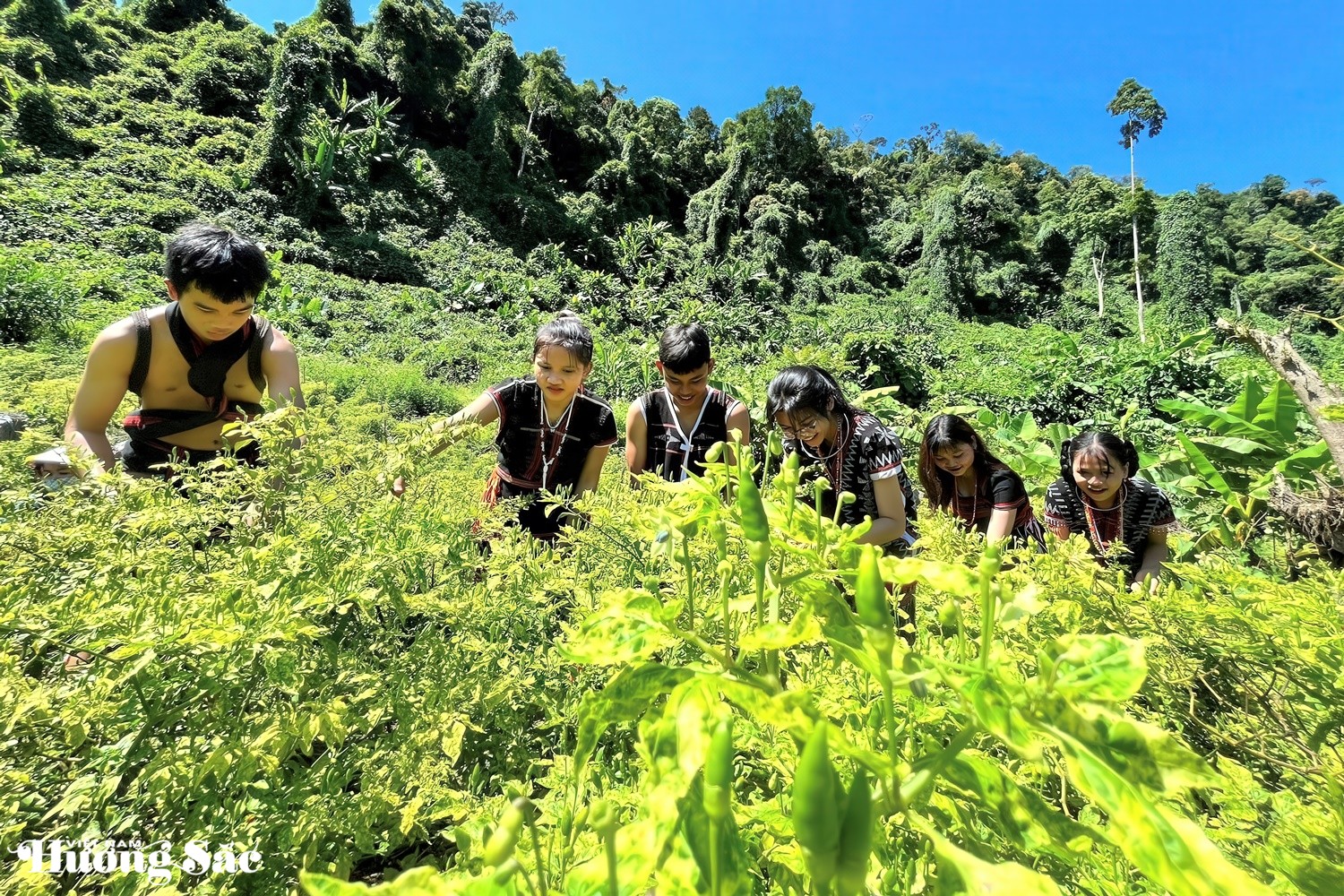 Loại ớt mang tên 1 loài chim thành đặc sản, giúp người Cơ Tu thoát nghèo