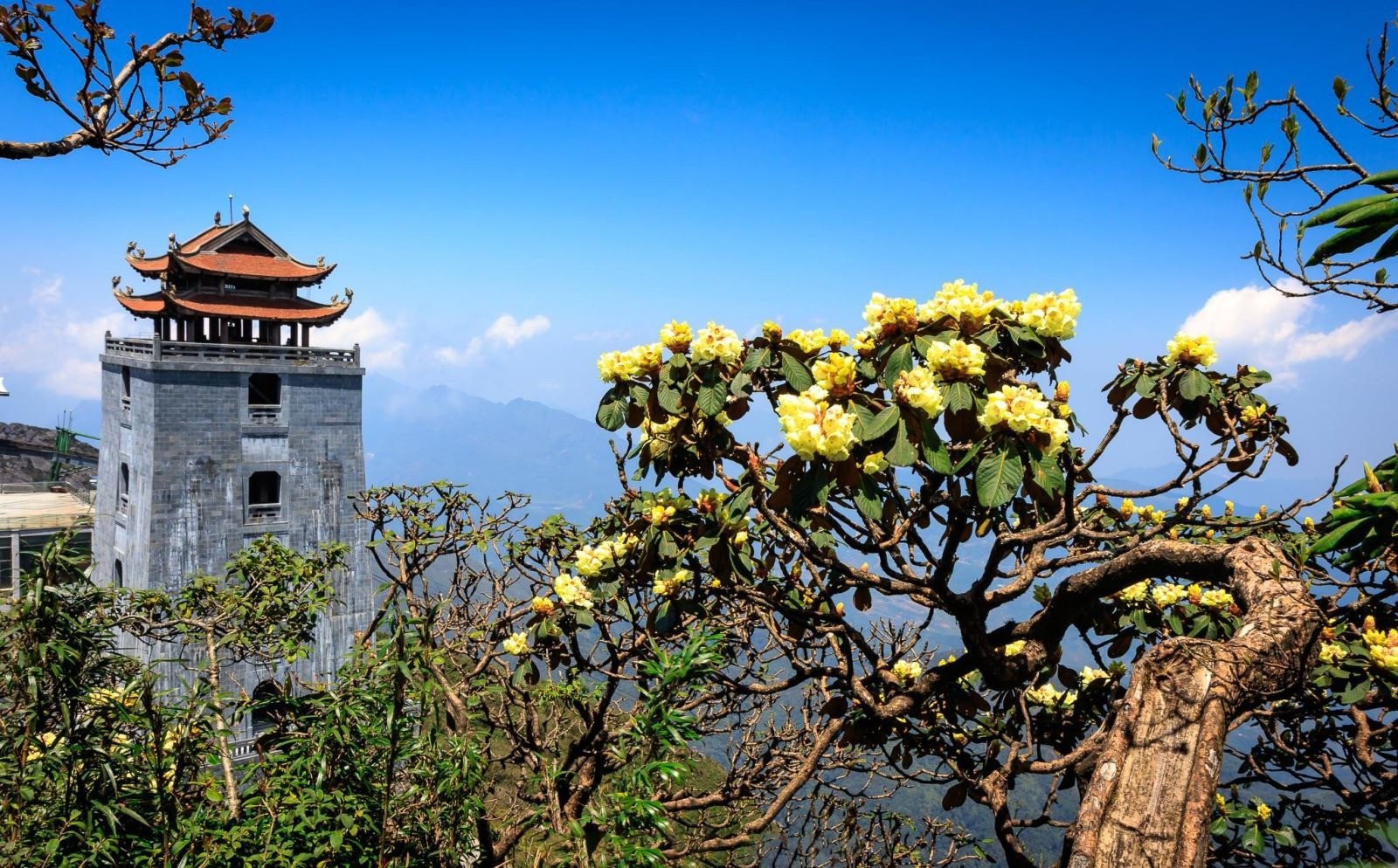Nơi ngắm hoa đỗ quyên đẹp nhất Việt Nam: Tây Bắc mùa rực rỡ