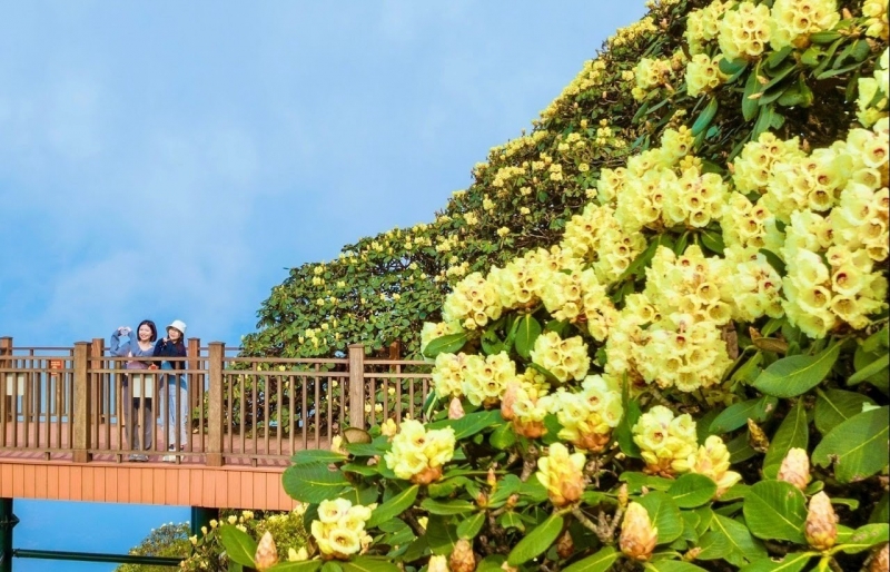 Nơi ngắm hoa đỗ quyên đẹp nhất Việt Nam: Tây Bắc mùa rực rỡ