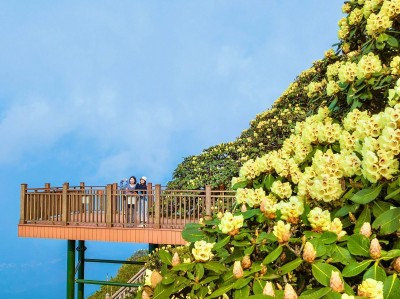 Nơi ngắm hoa đỗ quyên đẹp nhất Việt Nam: Tây Bắc mùa rực rỡ