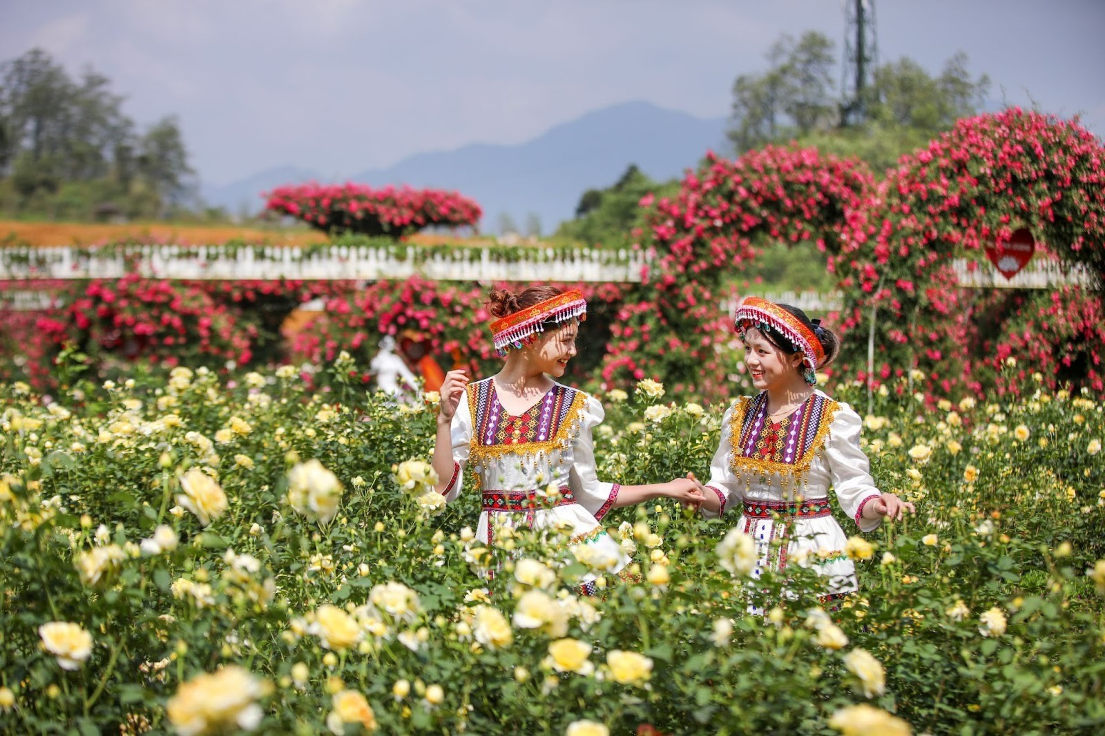 Nơi ngắm hoa đỗ quyên đẹp nhất Việt Nam: Tây Bắc mùa rực rỡ