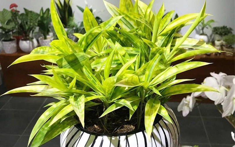 Trúc Nhật hợp mệnh gì? Cách chăm cây chuẩn phong thủy, đẹp bền theo thời gian