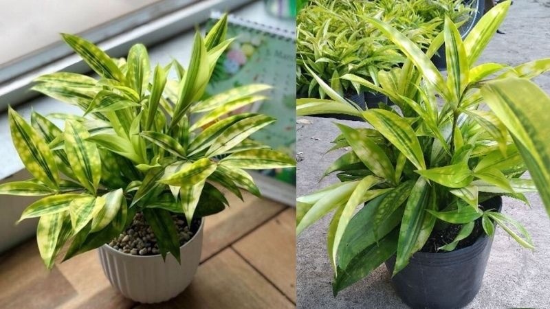 Trúc Nhật hợp mệnh gì? Cách chăm cây chuẩn phong thủy, đẹp bền theo thời gian
