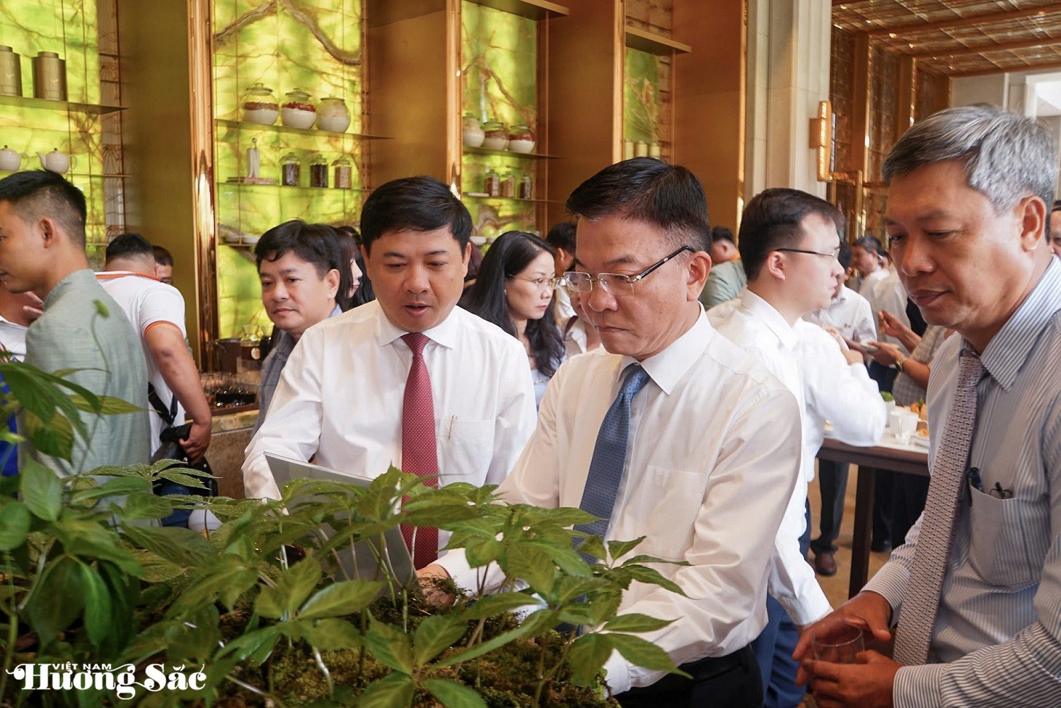 Phát triển thủ phủ sâm Ngọc Linh thành trung tâm công nghiệp dược liệu cả nước