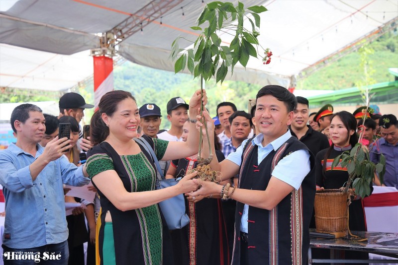 Phát triển "thủ phủ sâm Ngọc Linh" thành trung tâm công nghiệp dược liệu cả nước